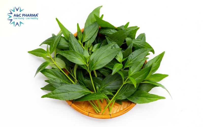 Công dụng của xuyên tâm liên là kháng khuẩn